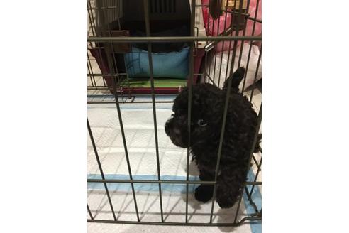 成約済の埼玉県のトイプードル-101798の3枚目