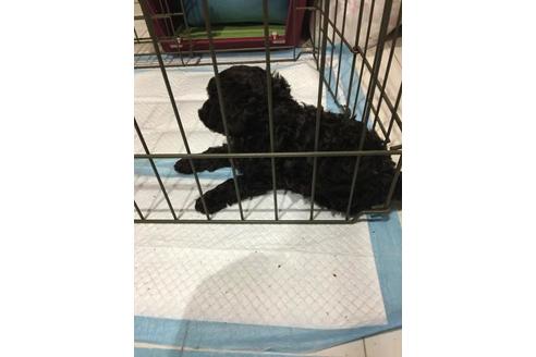 成約済の埼玉県のトイプードル-101798の2枚目