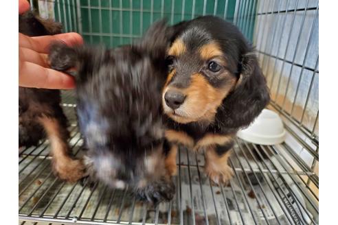 成約済の愛知県のカニンヘンダックスフンド(ロングヘアード)-101815の4枚目