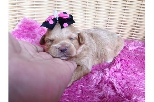 成約済の秋田県のマルプー:マルチーズ×トイプードル-100794の2枚目