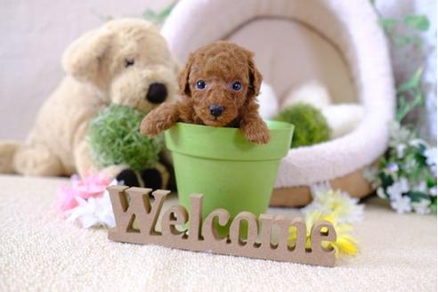 成約済の滋賀県のトイプードル-101879の1枚目