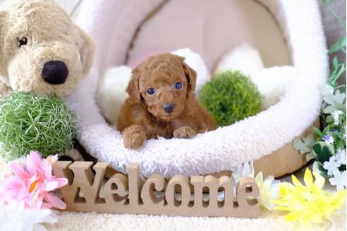 成約済の滋賀県のトイプードル-101879の3枚目