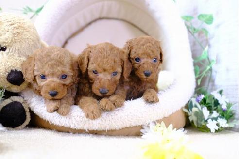 成約済の滋賀県のトイプードル-101879の2枚目