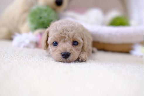 成約済の滋賀県のトイプードル-101884