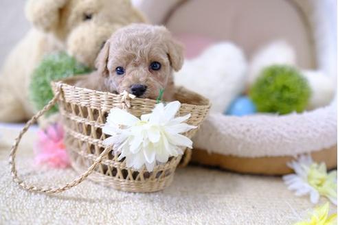 成約済の滋賀県のトイプードル-101884の3枚目