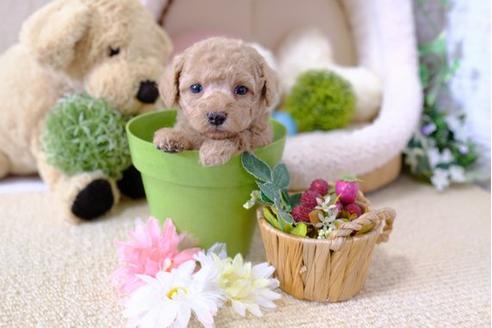 成約済の滋賀県のトイプードル-101888