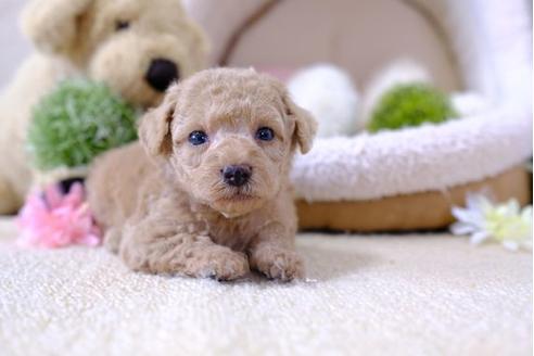 成約済の滋賀県のトイプードル-101888の3枚目