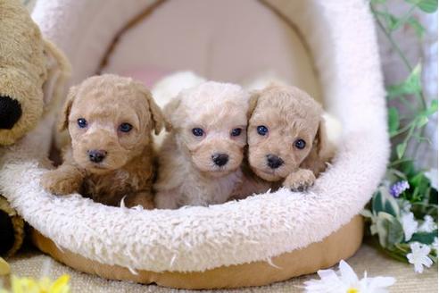 成約済の滋賀県のトイプードル-101888の2枚目