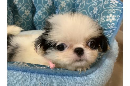 子犬