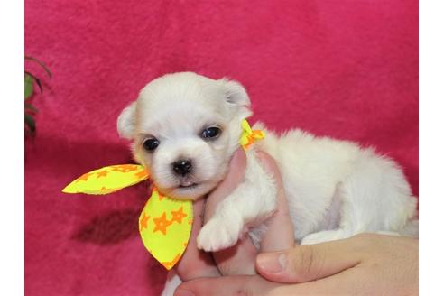 成約済の千葉県のマルチーズ-101906の2枚目