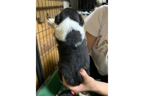 成約済の東京都のボーダーコリー-101908の3枚目