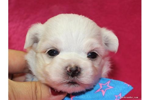 成約済の千葉県のマルチーズ-101913の1枚目