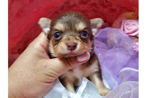 50万円以下のロングコートチワワの子犬を探す ブリーダーナビ