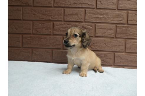 成約済の埼玉県のミニチュアダックスフンド(ロングヘアード)-101891の3枚目