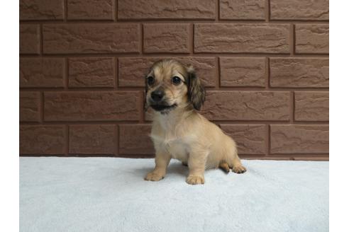 成約済の埼玉県のミニチュアダックスフンド(ロングヘアード)-101891の2枚目