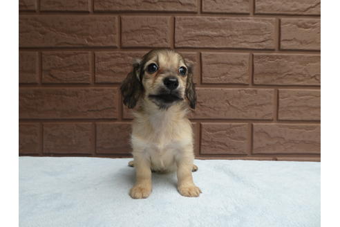 成約済の埼玉県のミニチュアダックスフンド(ロングヘアード)-101891