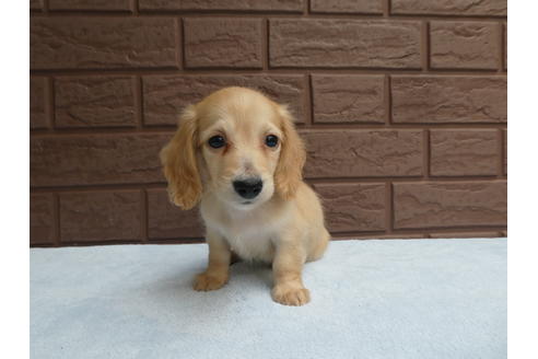 成約済の埼玉県のミニチュアダックスフンド(ロングヘアード)-101758