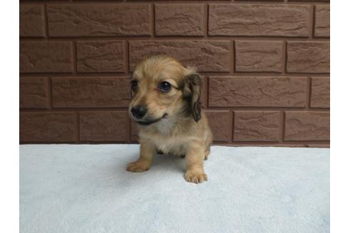 成約済の埼玉県のミニチュアダックスフンド(ロングヘアード)-101755の3枚目