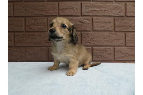 成約済の埼玉県のミニチュアダックスフンド(ロングヘアード)-101755の2枚目