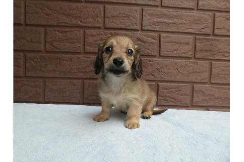 成約済の埼玉県のミニチュアダックスフンド(ロングヘアード)-101755