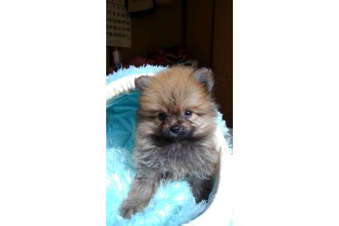 40万円以下のポメラニアンの子犬を探す ブリーダーナビ