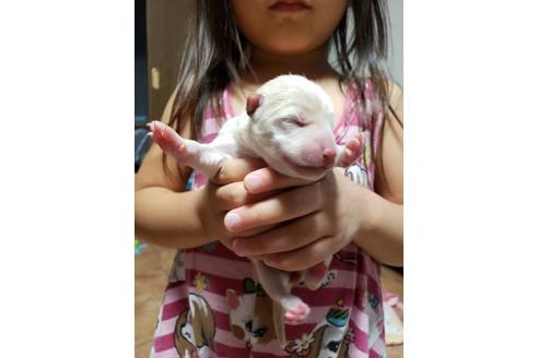 成約済の北海道の柴犬-101955