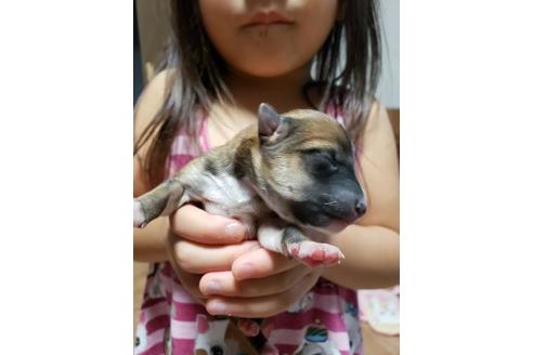 成約済の北海道の柴犬-101957の1枚目