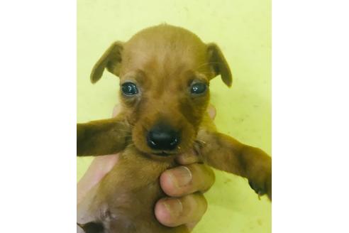 成約済の北海道のミニチュアピンシャー(ミニピン)-101962の1枚目