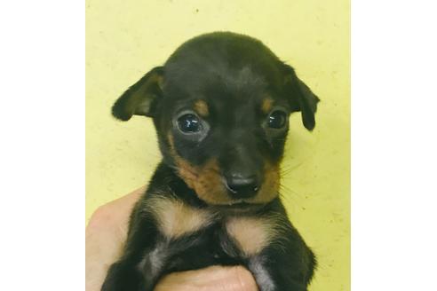 成約済の北海道のミニチュアピンシャー(ミニピン)-101970の1枚目