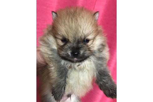 成約済の北海道のポメラニアン-101973の1枚目