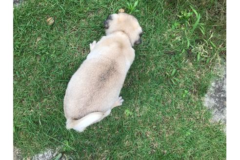 成約済の愛媛県のパグ-100392の5枚目