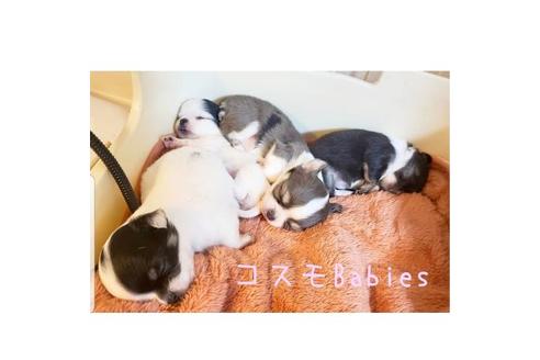成約済の滋賀県のチワワ(ロングコート)-101989の2枚目