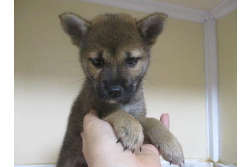 成約済の岡山県の柴犬-98936の1枚目