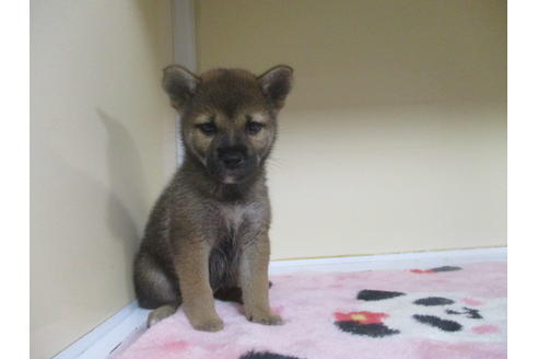 成約済の岡山県の柴犬-98936の3枚目