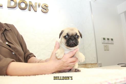 成約済の東京都のパグ-102013の7枚目