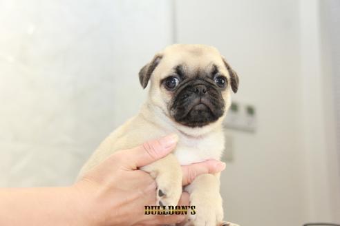 成約済の東京都のパグ-102013の6枚目