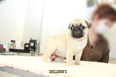 成約済の東京都のパグ-102013の2枚目