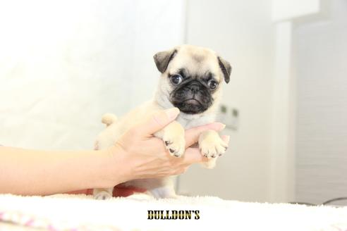 成約済の東京都のパグ-102014