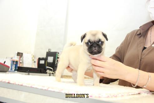 成約済の東京都のパグ-102014の7枚目