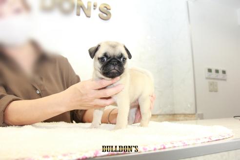 成約済の東京都のパグ-102014の6枚目