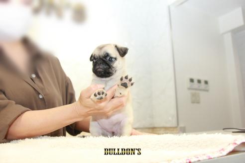 成約済の東京都のパグ-102014の4枚目