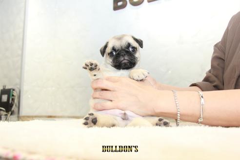 成約済の東京都のパグ-102014の3枚目