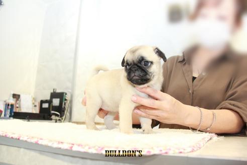 成約済の東京都のパグ-102014の2枚目