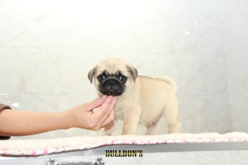 成約済の東京都のパグ-102015