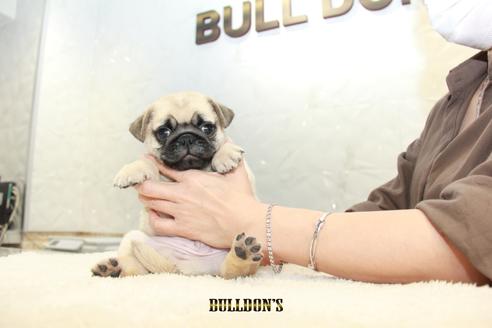 成約済の東京都のパグ-102015の7枚目