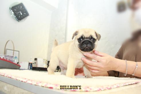 成約済の東京都のパグ-102015の4枚目