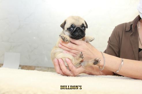 成約済の東京都のパグ-102017の6枚目