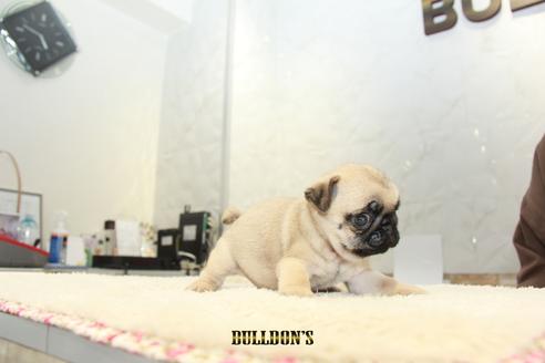 成約済の東京都のパグ-102017の5枚目