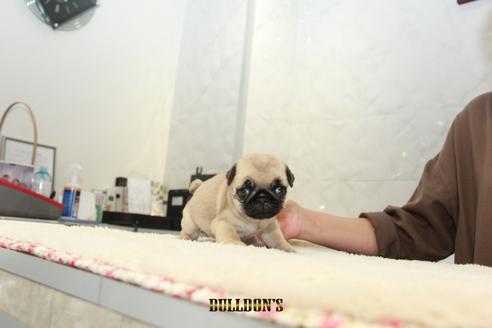 成約済の東京都のパグ-102017の3枚目