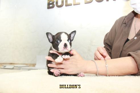 成約済の東京都のボストンテリア-102019の1枚目